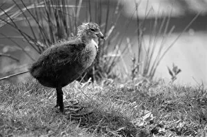 Images Dated 20th May 1989: Young Bird at Chester Zoo, 20th May 1989