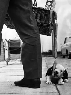 Sausages Prints: Young Boot a four-week-old sheepdog puppy that has a weakness for Sausages