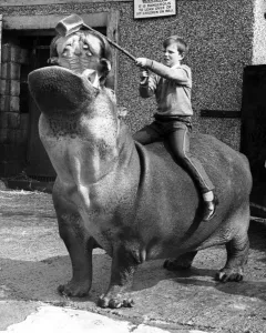 Mouth Prints: A young boy feeds a hippo a loaf of bread whilst riding on his back at Coventry Zoo