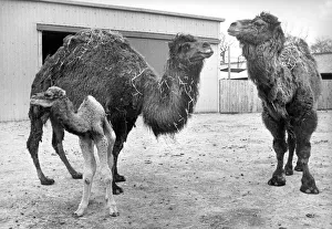 Camels Prints: A young camel with its parents at Lambton Pleasure Park in March 1980