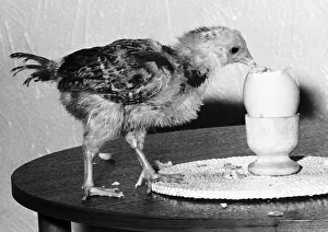 Eating Out Prints: A young chicken eating a boiled egg. 26th January 1983