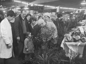 00098 Prints: A young Christmas shopper admires a bunch of holly in Coventry retail market today