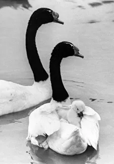 00047 Collection: This young cygnet gets a piggy back ride of one of its parents