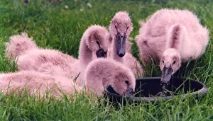 00047 Prints: Four young cygnets getting a drink from the locals at Annitsford Village