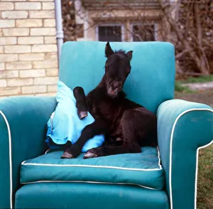 Chair Prints: Young foal sitting on a comfortable chair at kilverstone Wildlife Park January 1987