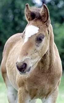 Foal Prints: Young foal whos mother has been taken away by the council leaving the foal pining