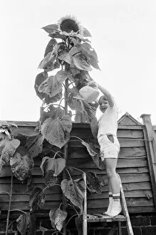 00870 Collection: Young gardener, Victoria Hazell, proudly waters the giant sun flower growing in her back