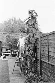 00870 Collection: Young gardener, Victoria Hazell, proudly waters the giant sun flower growing in her back