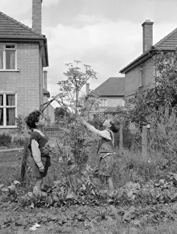 Vegetables Prints: Two young gardeners check the height of this 6ft 6 inches giant parsnip in their back
