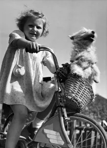 Pets Prints: Young girl riding her bicycle with pet dog in the basket on the front handlebars