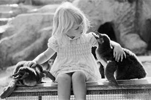 Toddler Prints: Young Kirsten Ogilvie with two baby penguins at the Cotswold WildLife Park in Oxfordshire