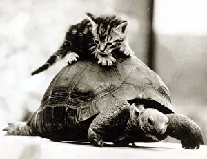00134 Prints: A young kitten pounces on top of a slow moving tortoise December 1984