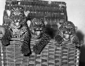 Leopard Prints: Three young leopard cups inside a wicker basket August 1966