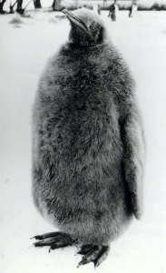 00040 Prints: Young Penguin at Whipsnade Zoo. January 15th 1987 DMCN87 P044374