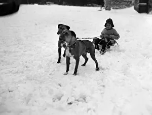 01138 Prints: A young pet owner harnesses the power of his two boxer dogs to create a dog sleigh to get