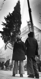 Trees Prints: Two youngsters gaze upwards to the top of the Christmas tree as workmen place it in