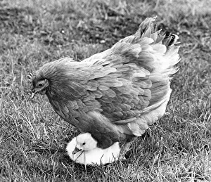 Cygnet Prints: This yourg cygnet is being cared for by a broody hen at the Washington Wildlife Park
