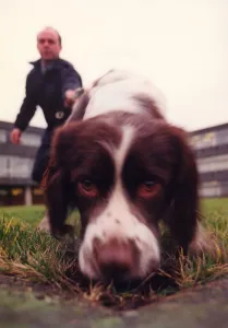 00073 Prints: Zac the police dog enjoying the dog handling training school at Durham Police