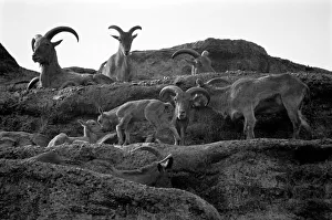 Zoo Animals. Goats at London Zoo. August 1936 OL301J-002