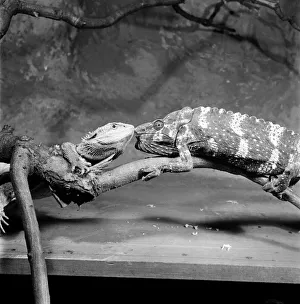 Reptiles Prints: Zoo. Bearded Lizard and Chameleon. January 1953 D118-001