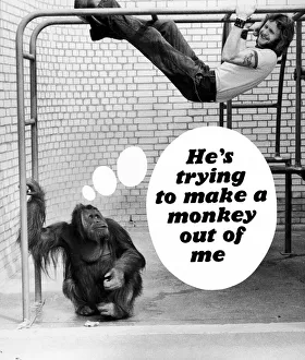 Exercise Prints: Zoo Keeper Julian Buffery swing from the bars in the Orang-u-tan House at Chessington Zoo