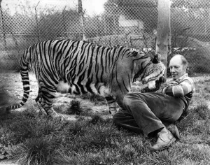 Zoo Owner John Aspinall'goes into the tigers den to face Zorra