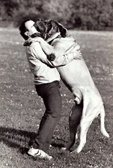 00135 Prints: Zorba the mastiff jumps up onto his master Chris Eraclies in Muswell Hill